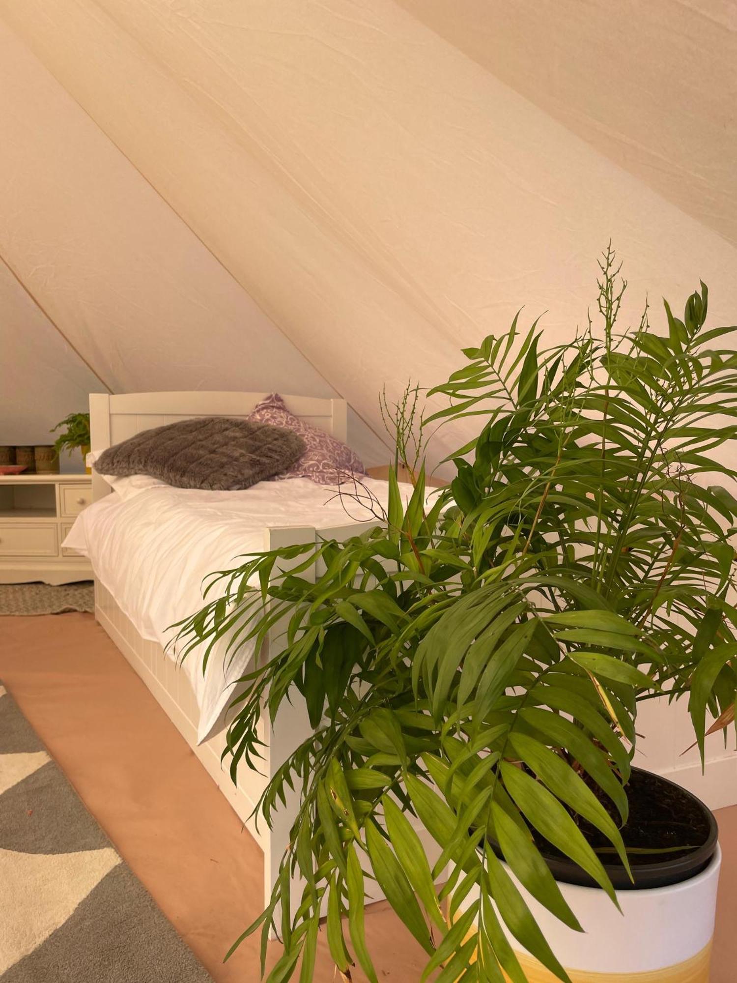 Trevena Cross Glamping & Camping 赫尔斯顿 外观 照片