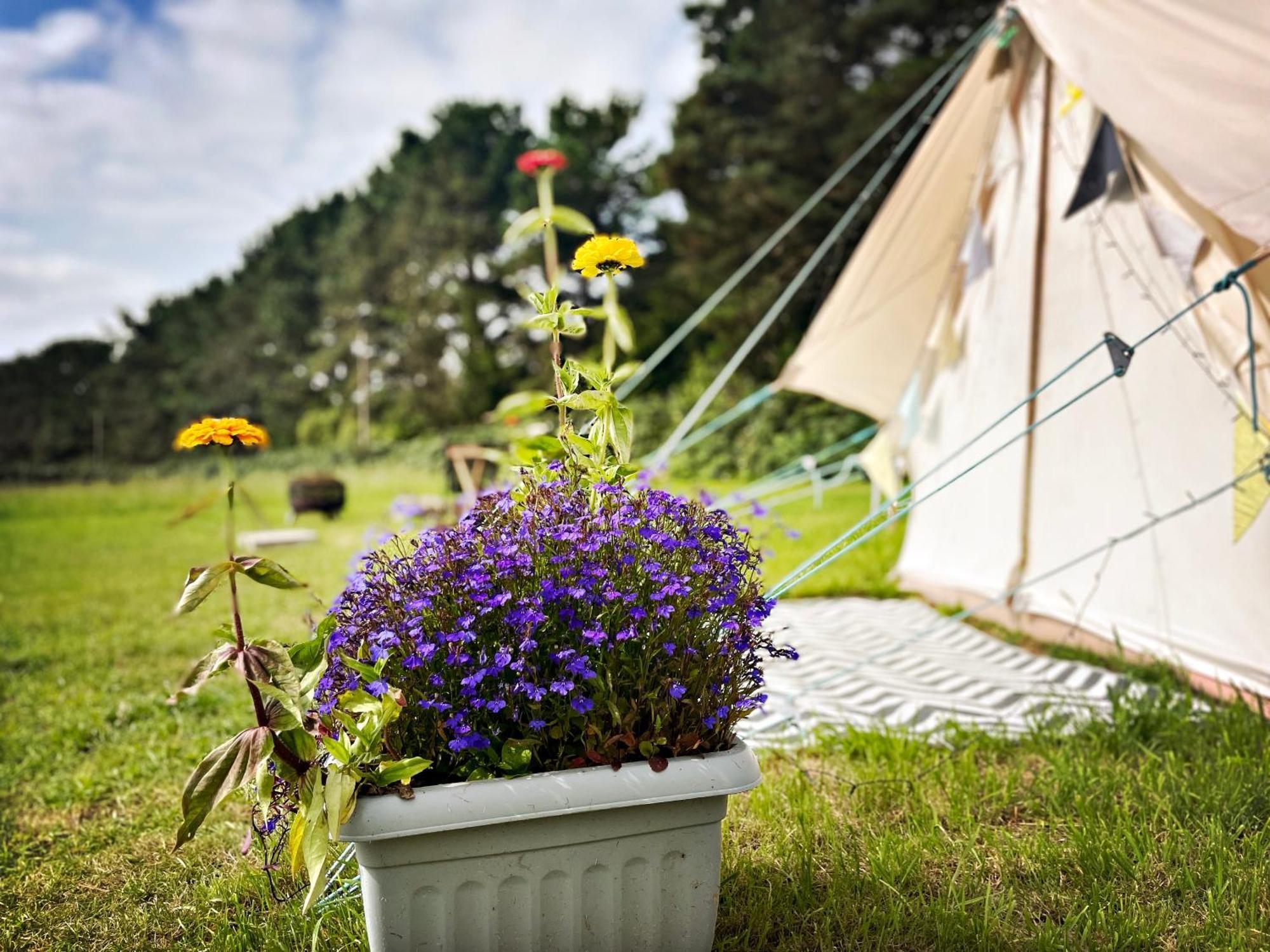 Trevena Cross Glamping & Camping 赫尔斯顿 外观 照片